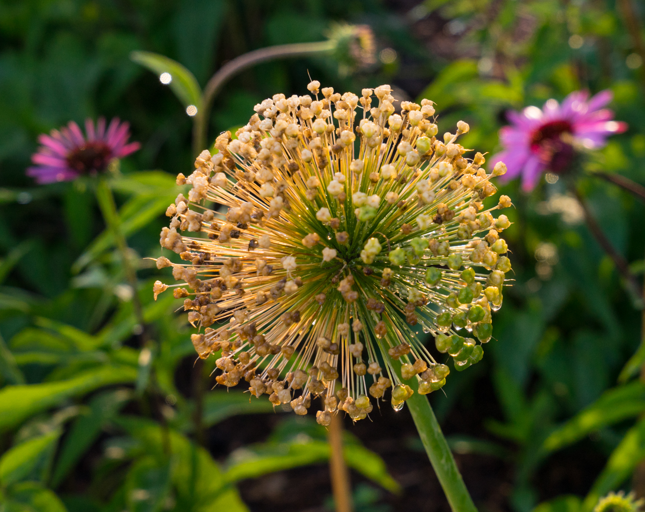 East River Park, New York. Photo by Pat Arnow © 2019