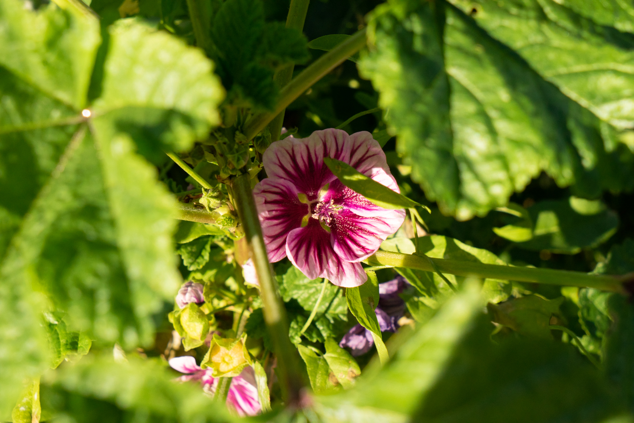 East River Park wildflowers, New York. Photo by Pat Arnow © 2019
