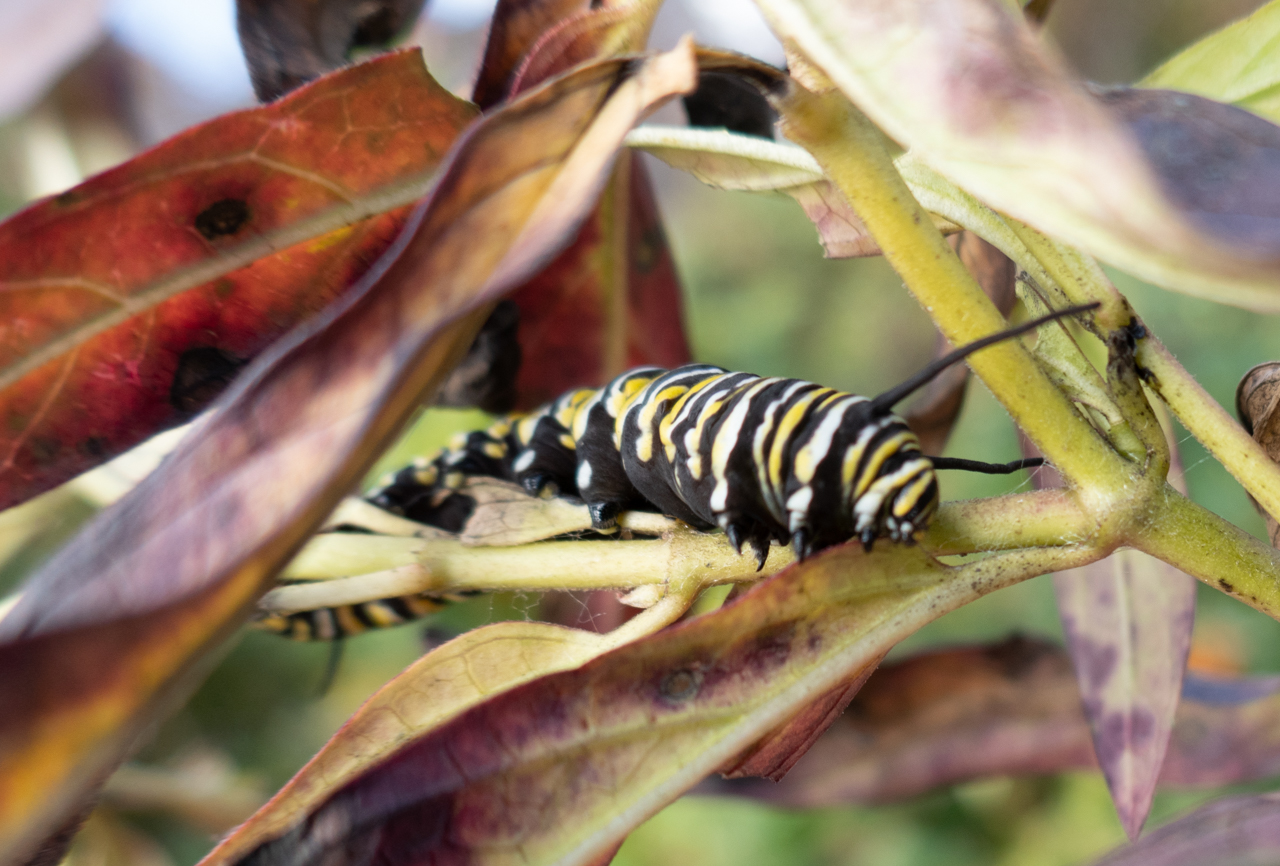 Monarch butterfly caterpillar in East River Park. Photo by Pat Arnow © 2019
