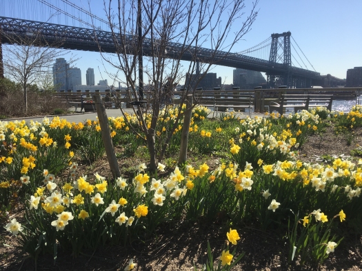 Daffodils bloom in East River Park